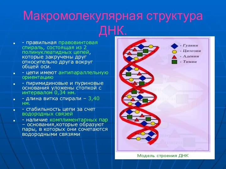 Макромолекулярная структура ДНК. - правильная правовинтовая спираль, состоящая из 2 полинуклеатидных