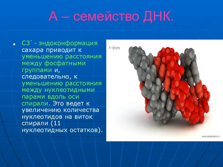 А – семейство ДНК. С3`- эндоконформация сахара приводит к уменьшению расстояния