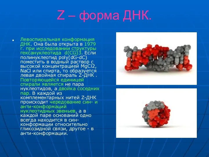 Z – форма ДНК. Левоспиральная конформация ДНК. Она была открыта в