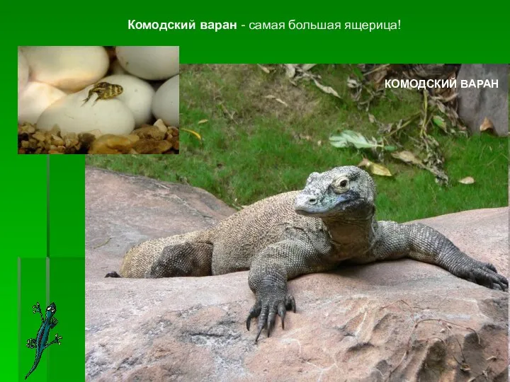 КОМОДСКИЙ ВАРАН Комодский варан - самая большая ящерица!