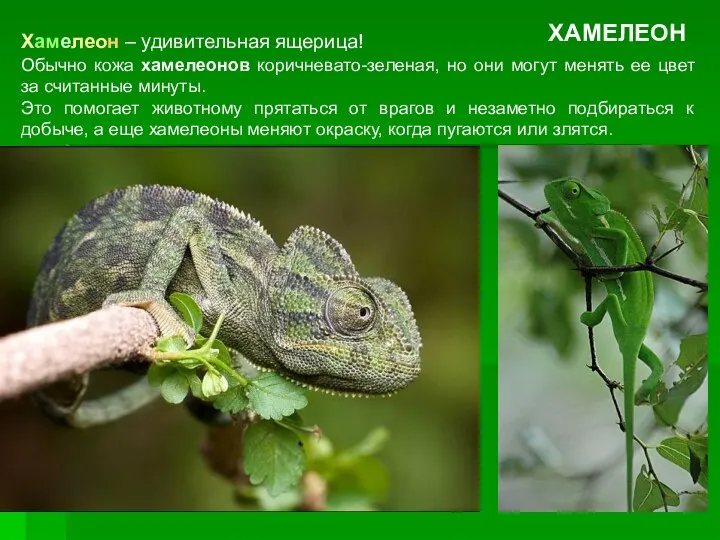 Хамелеон – удивительная ящерица! Обычно кожа хамелеонов коричневато-зеленая, но они могут