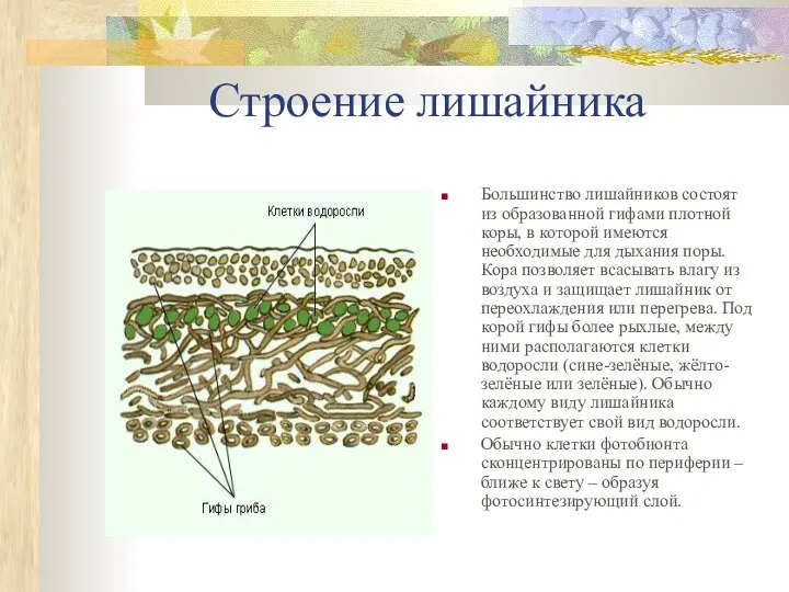 Строение лишайника Большинство лишайников состоят из образованной гифами плотной коры, в