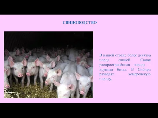 СВИНОВОДСТВО В нашей стране более десятка пород свиней. Самая распространённая порода
