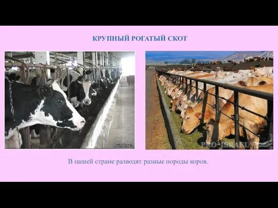 КРУПНЫЙ РОГАТЫЙ СКОТ В нашей стране разводят разные породы коров.