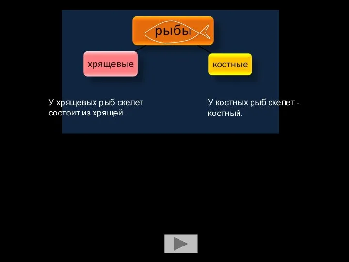 У хрящевых рыб скелет состоит из хрящей. У костных рыб скелет -костный.