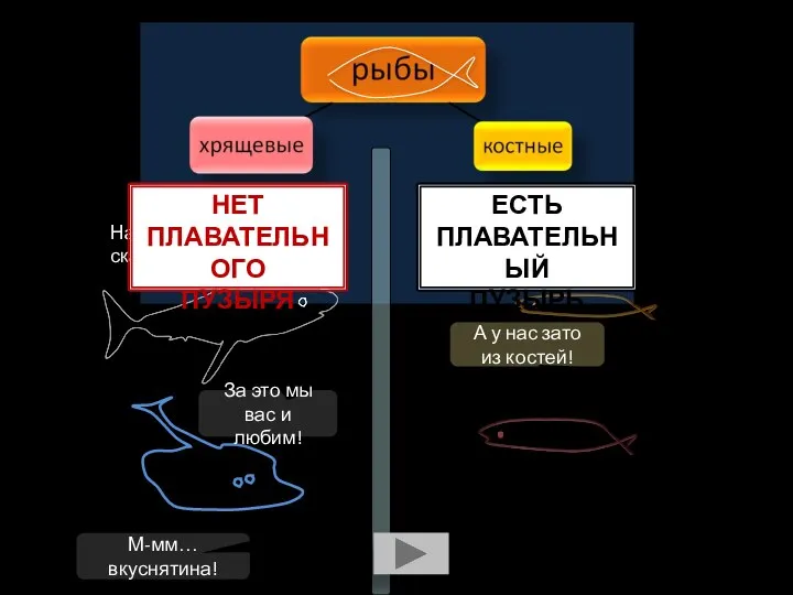 Например, акулы и скаты А у вас скелеты из хрящей! А