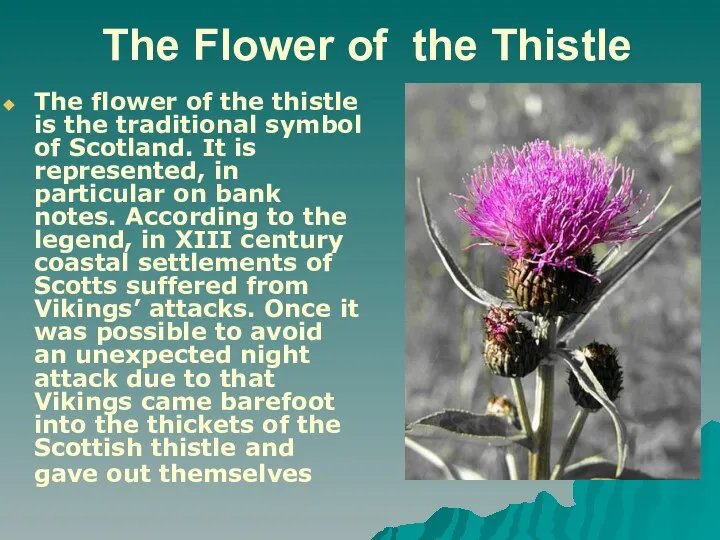 The Flower of the Thistle The flower of the thistle is