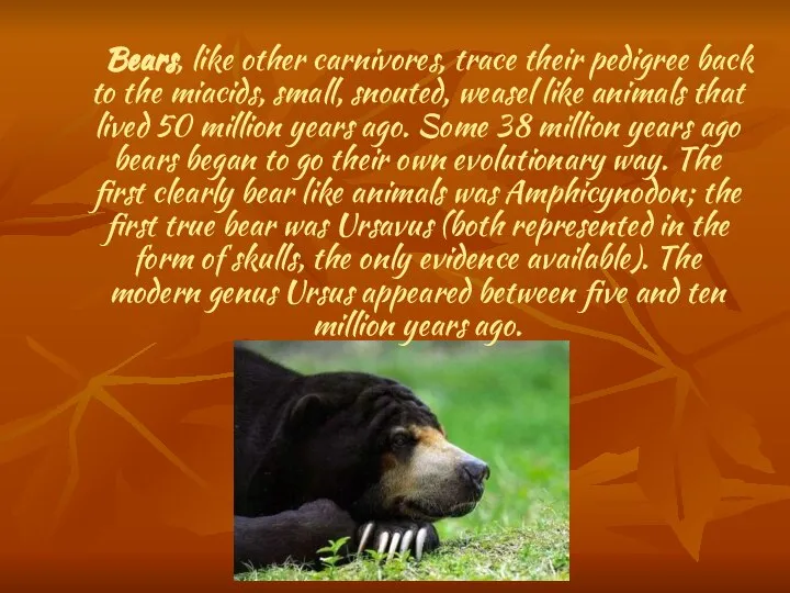 Bears, like other carnivores, trace their pedigree back to the miacids,