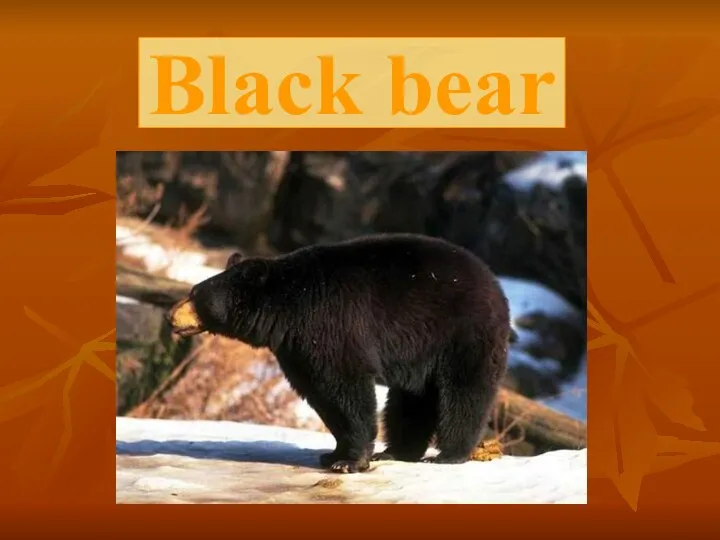 Black bear