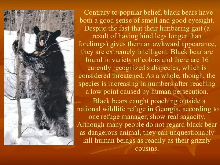 Contrary to popular belief, black bears have both a good sense