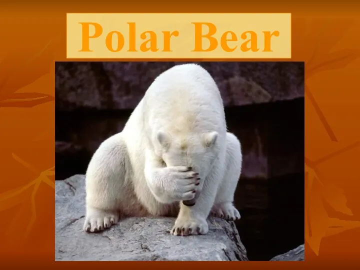 Polar Bear