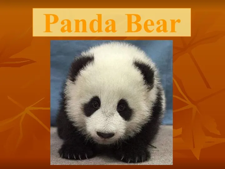 Panda Bear