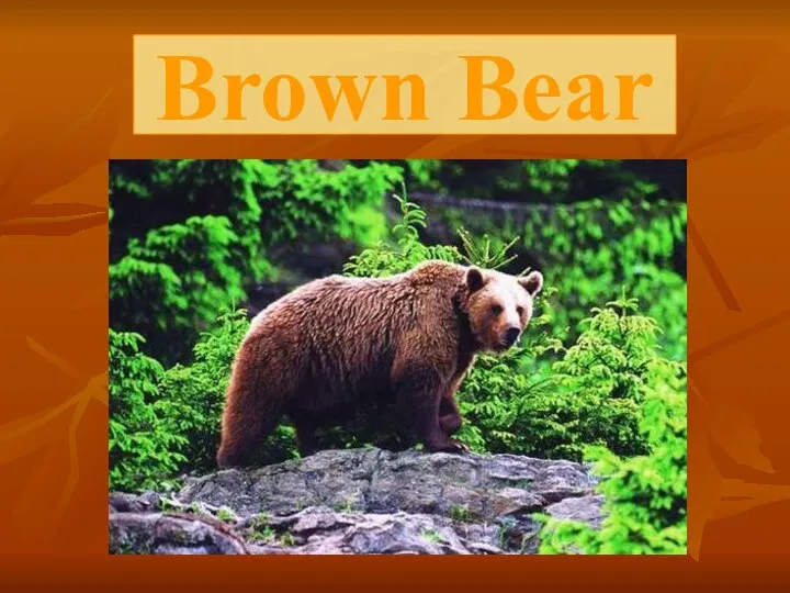 Brown Bear