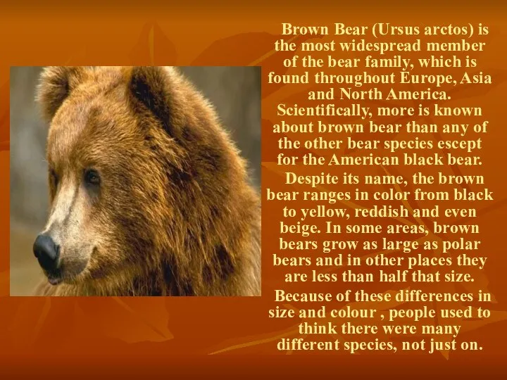 Brown Bear (Ursus arctos) is the most widespread member of the