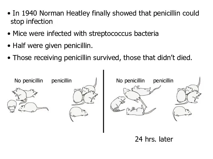 In 1940 Norman Heatley finally showed that penicillin could stop infection