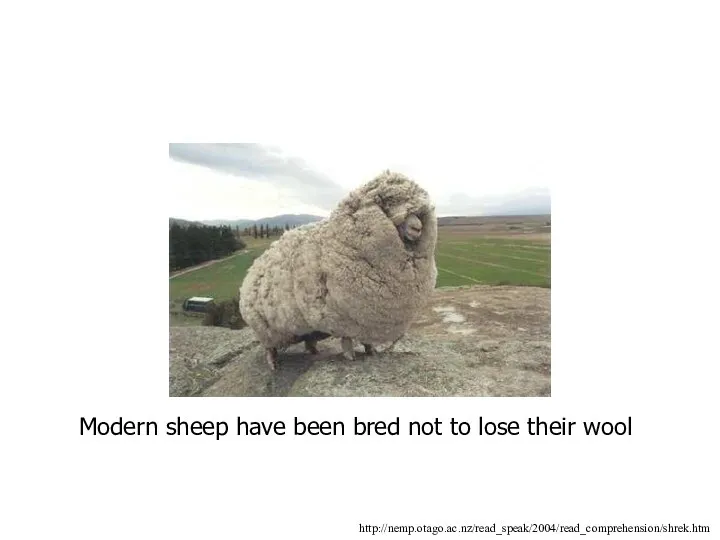 http://nemp.otago.ac.nz/read_speak/2004/read_comprehension/shrek.htm Modern sheep have been bred not to lose their wool