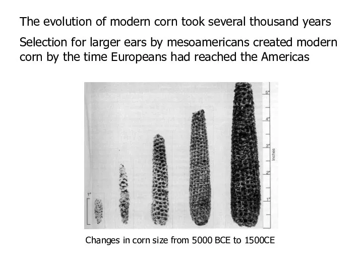 Changes in corn size from 5000 BCE to 1500CE The evolution