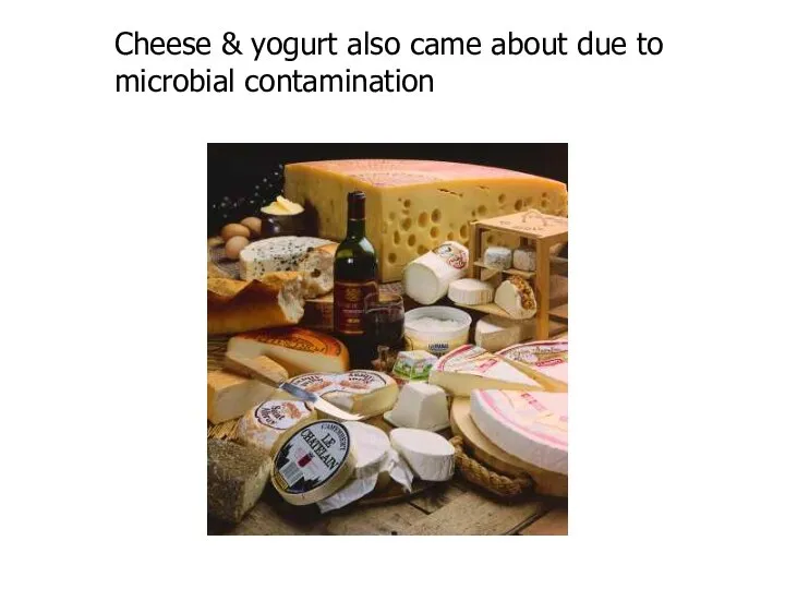 Cheese & yogurt also came about due to microbial contamination