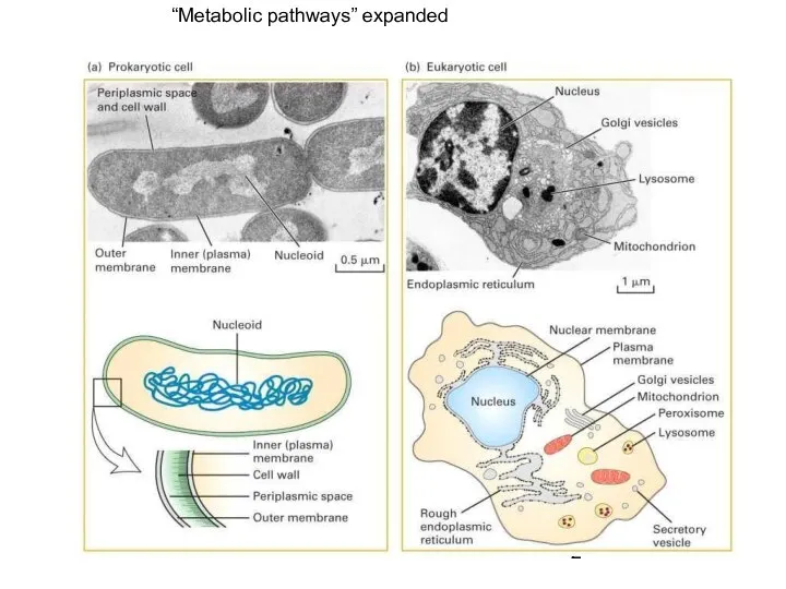 “Metabolic pathways” expanded