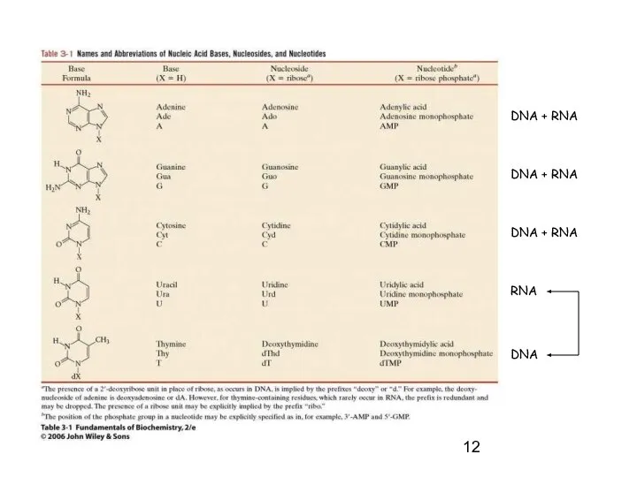 DNA + RNA DNA + RNA DNA + RNA RNA DNA