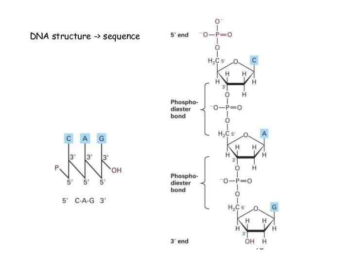 DNA structure -> sequence