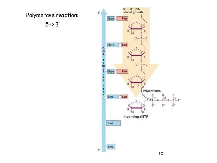 Polymerase reaction: 5’-> 3’