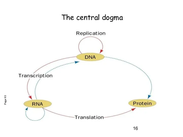 Page 93 The central dogma