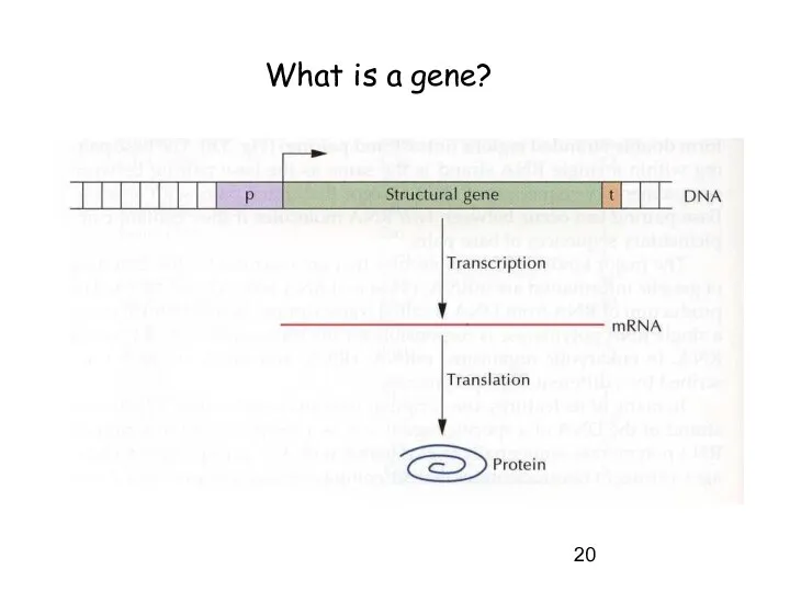 What is a gene?