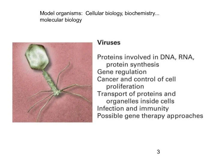 Model organisms: Cellular biology, biochemistry... molecular biology