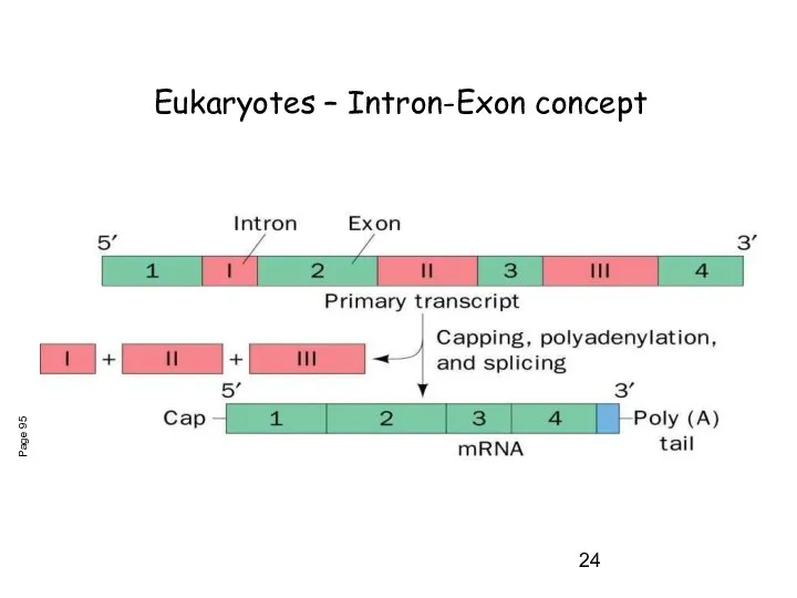 Page 95 Eukaryotes – Intron-Exon concept