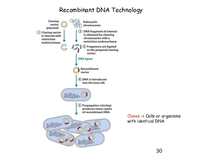 Recombinant DNA Technology Clones -> Cells or organisms with identical DNA