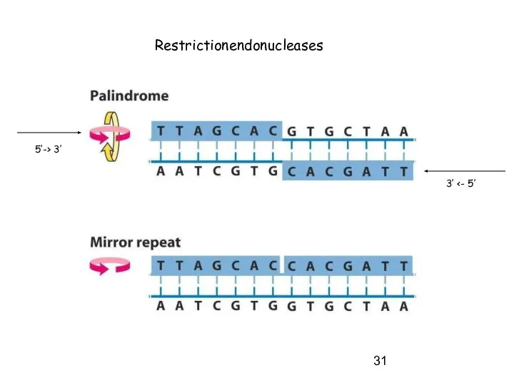 Restrictionendonucleases 5’-> 3’ 3’