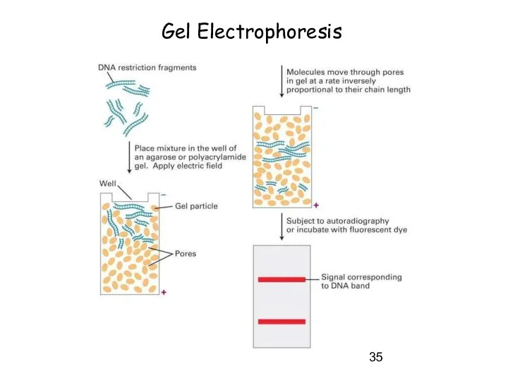 Gel Electrophoresis