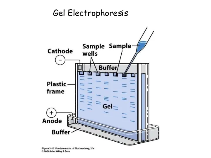 Gel Electrophoresis