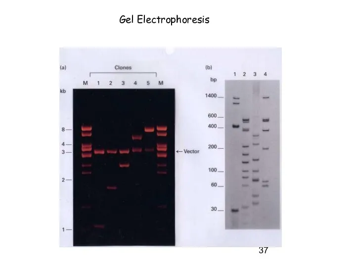 Gel Electrophoresis