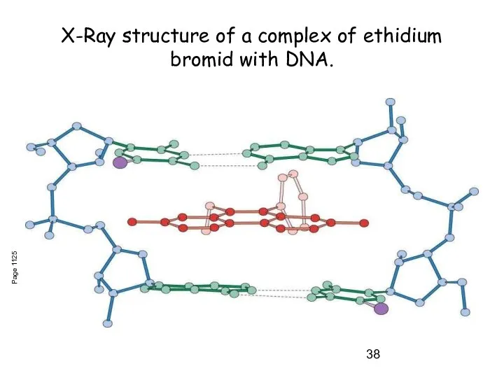 X-Ray structure of a complex of ethidium bromid with DNA. Page 1125