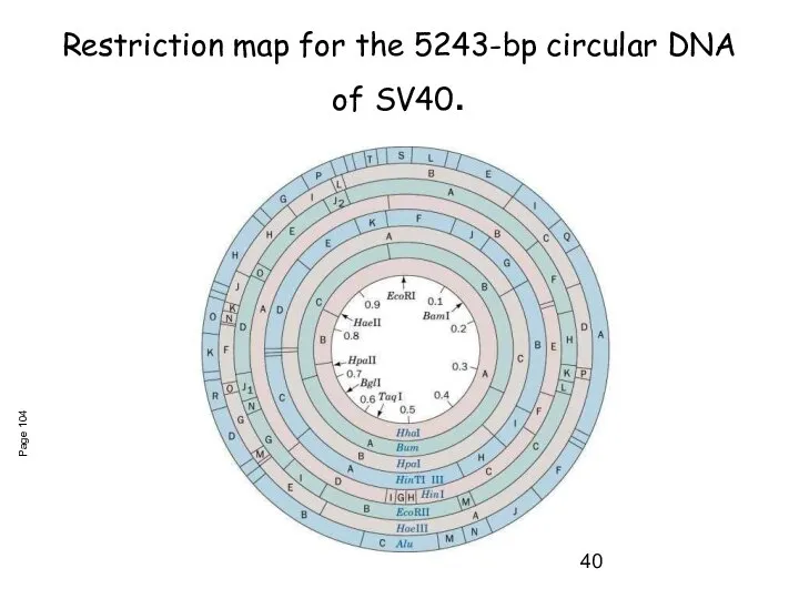 Restriction map for the 5243-bp circular DNA of SV40. Page 104