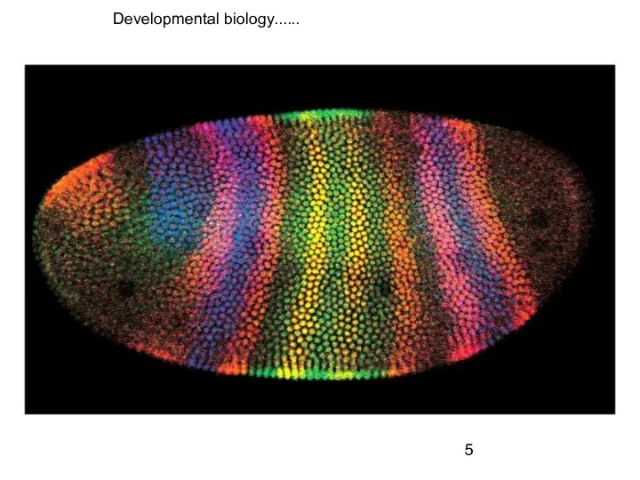 Developmental biology......