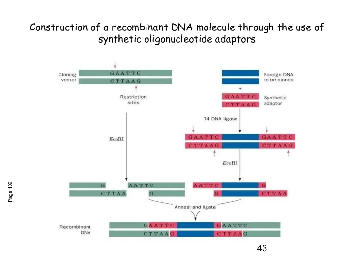 Construction of a recombinant DNA molecule through the use of synthetic oligonucleotide adaptors Page 109