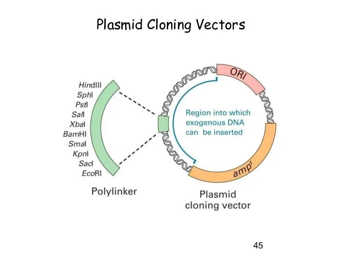 Plasmid Cloning Vectors