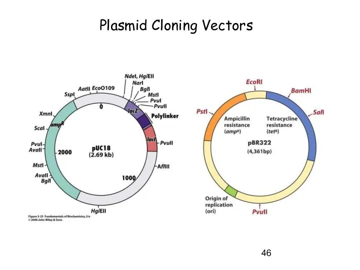 Plasmid Cloning Vectors