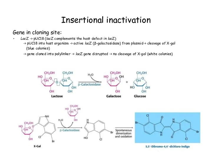 Insertional inactivation Gene in cloning site: LacZ -> pUC18 (lacZ complements