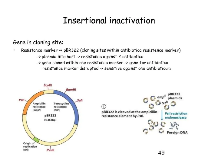 Insertional inactivation Gene in cloning site: Resistance marker -> pBR322 (cloning