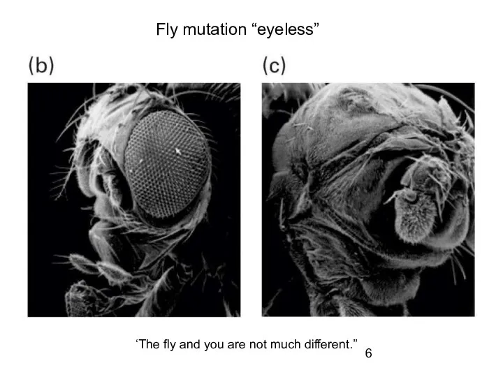 Fly mutation “eyeless” ‘The fly and you are not much different.”