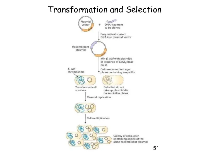 Transformation and Selection