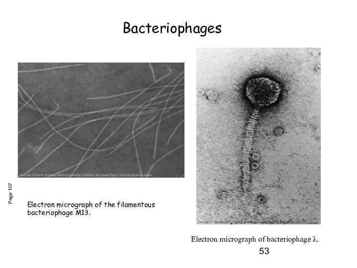 Electron micrograph of bacteriophage λ. Page 107 Electron micrograph of the filamentous bacteriophage M13. Bacteriophages