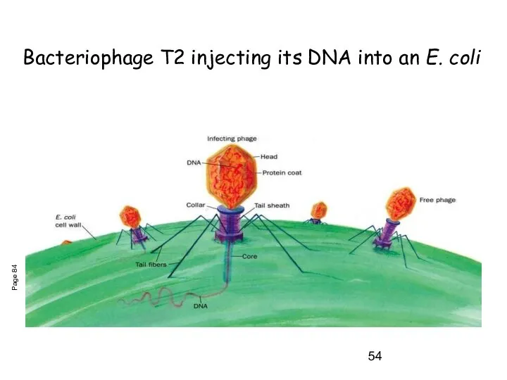 Bacteriophage T2 injecting its DNA into an E. coli Page 84