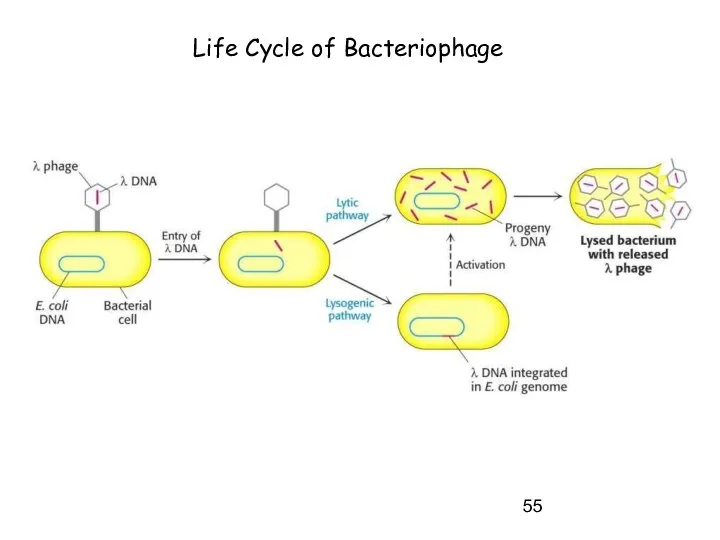 Life Cycle of Bacteriophage