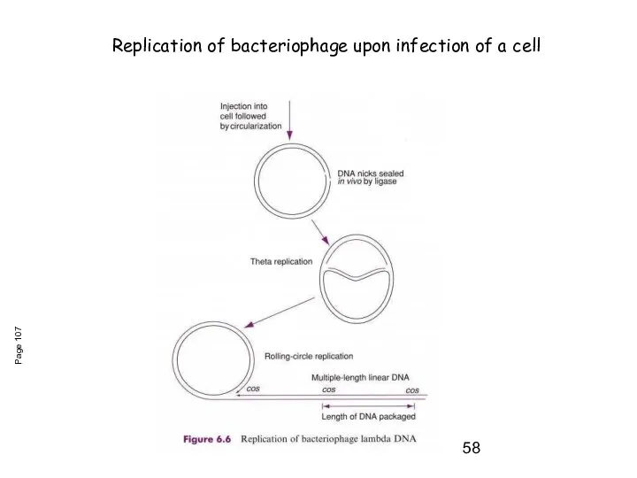 Page 107 Replication of bacteriophage upon infection of a cell