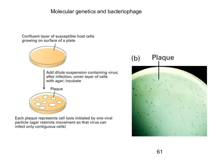 Molecular genetics and bacteriophage